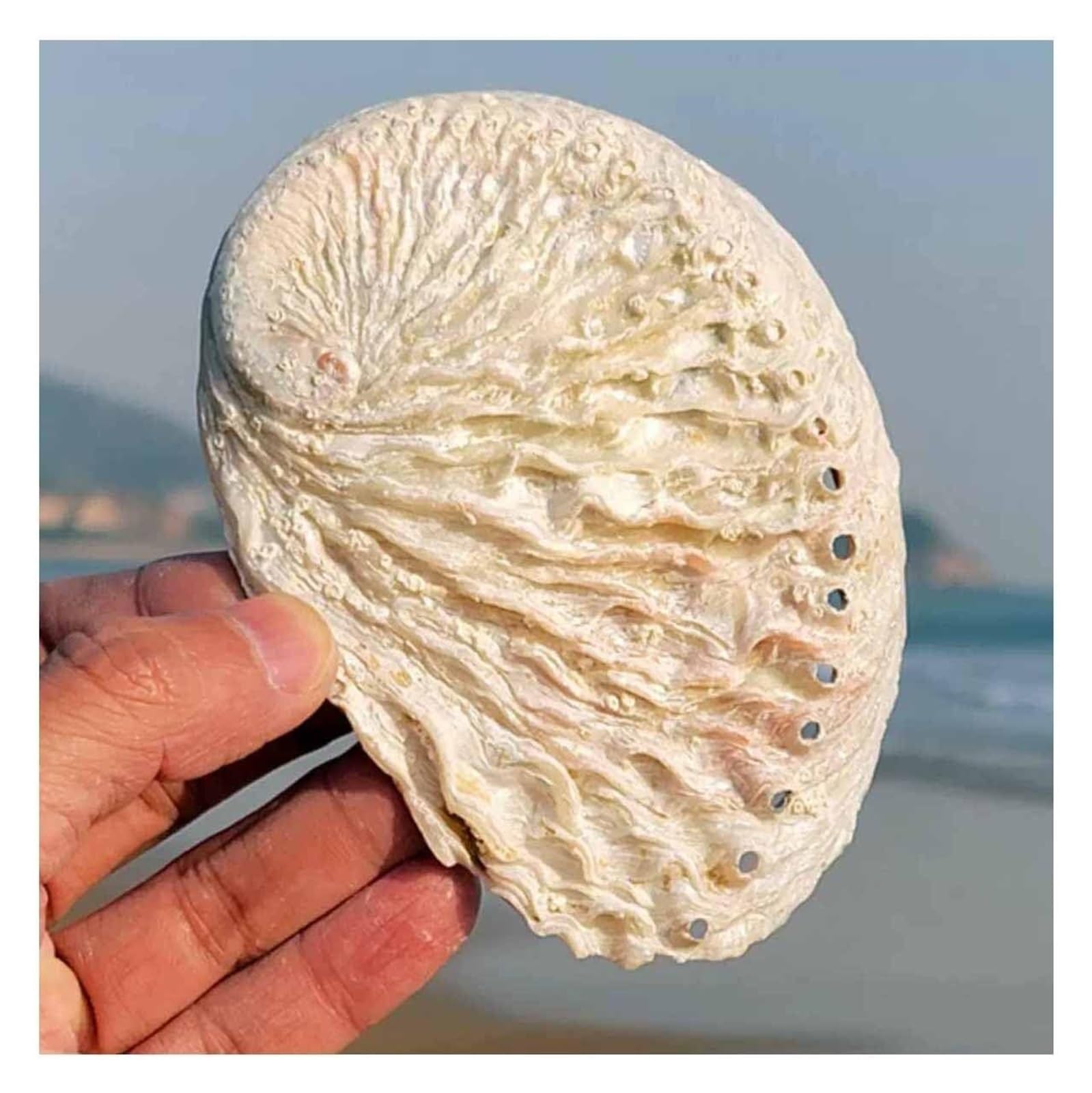 YKMYXZ shells， 8~12Cm Wave Abalone Shell Fish Tank Landscaping Decoration(8~9cm)