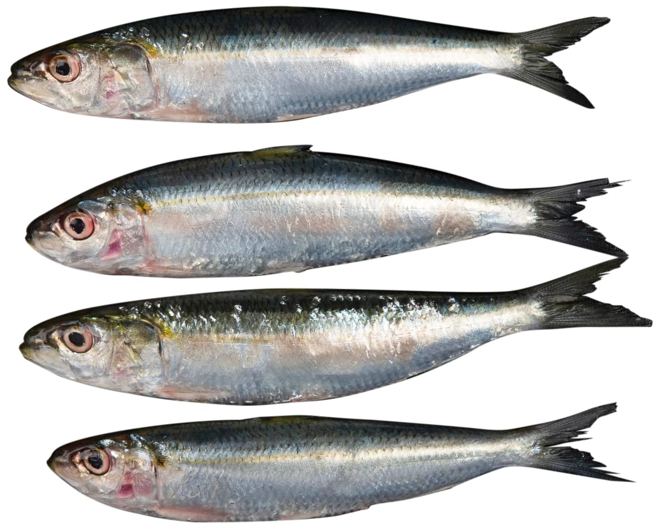 Sardines Big 500 g Approx. - Whole Cleaned