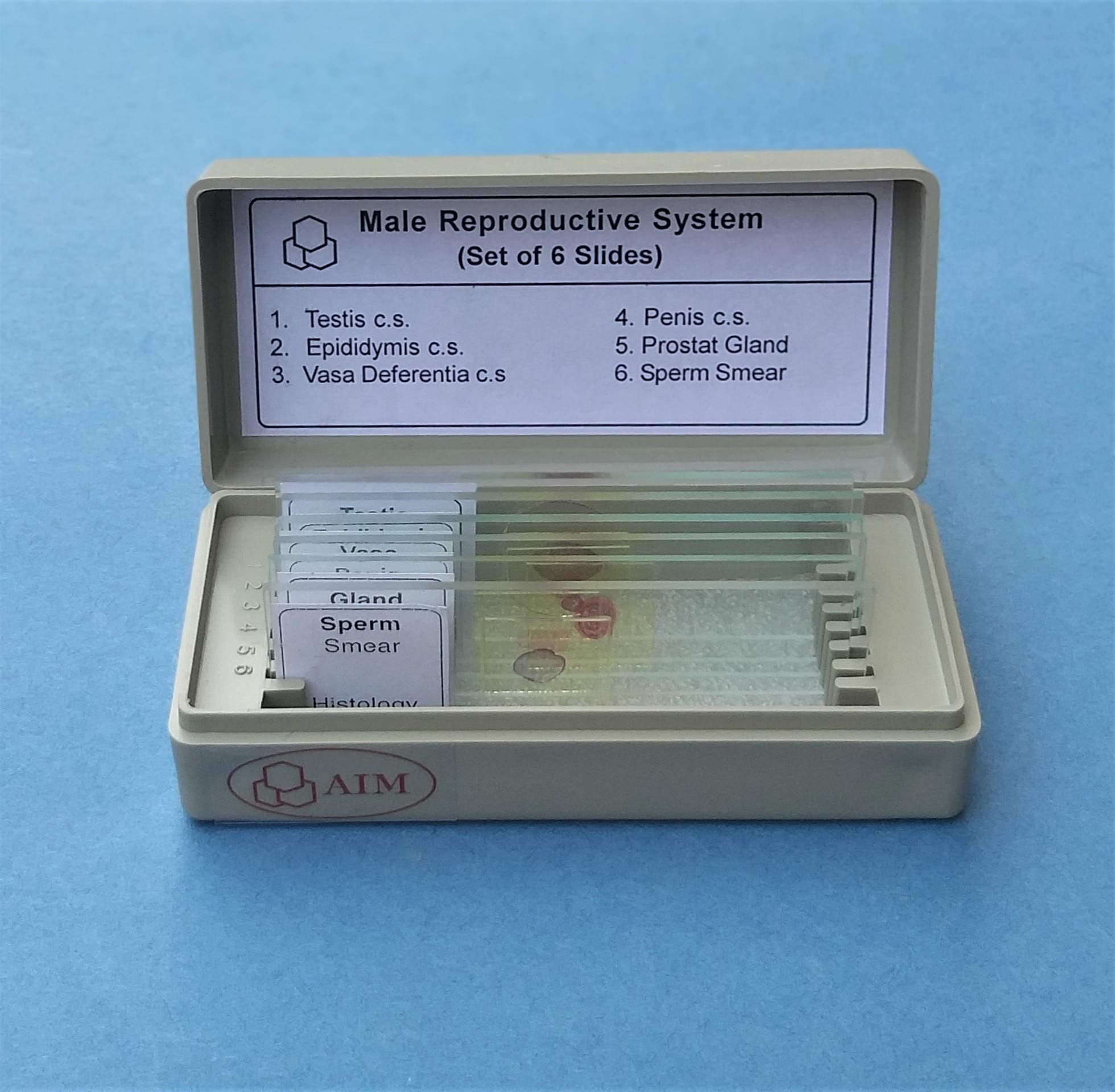 AIM Male Reproductive System Prepared Slides (set of 6)