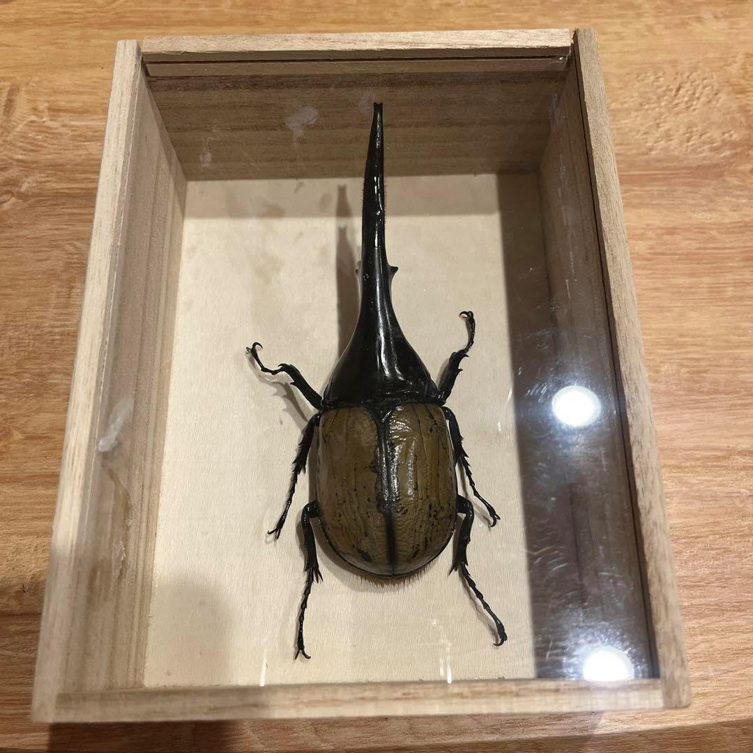 標本 モセリオウゴンオニクワガタ <0622z昆虫標本> オウゴンオニ