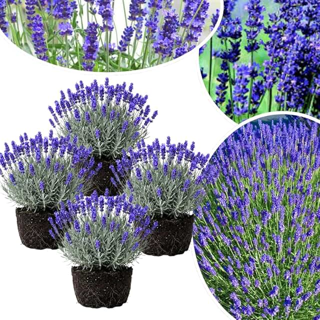4 Lavender Plants Live Starter Plants 4-6