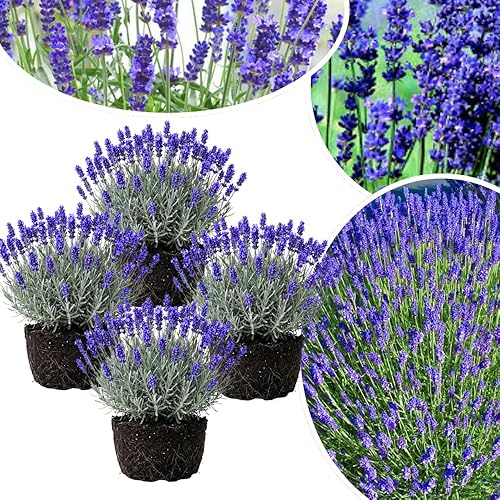 4 Lavender Plants Live Starter Plants 4-6" in Tall, Hardy