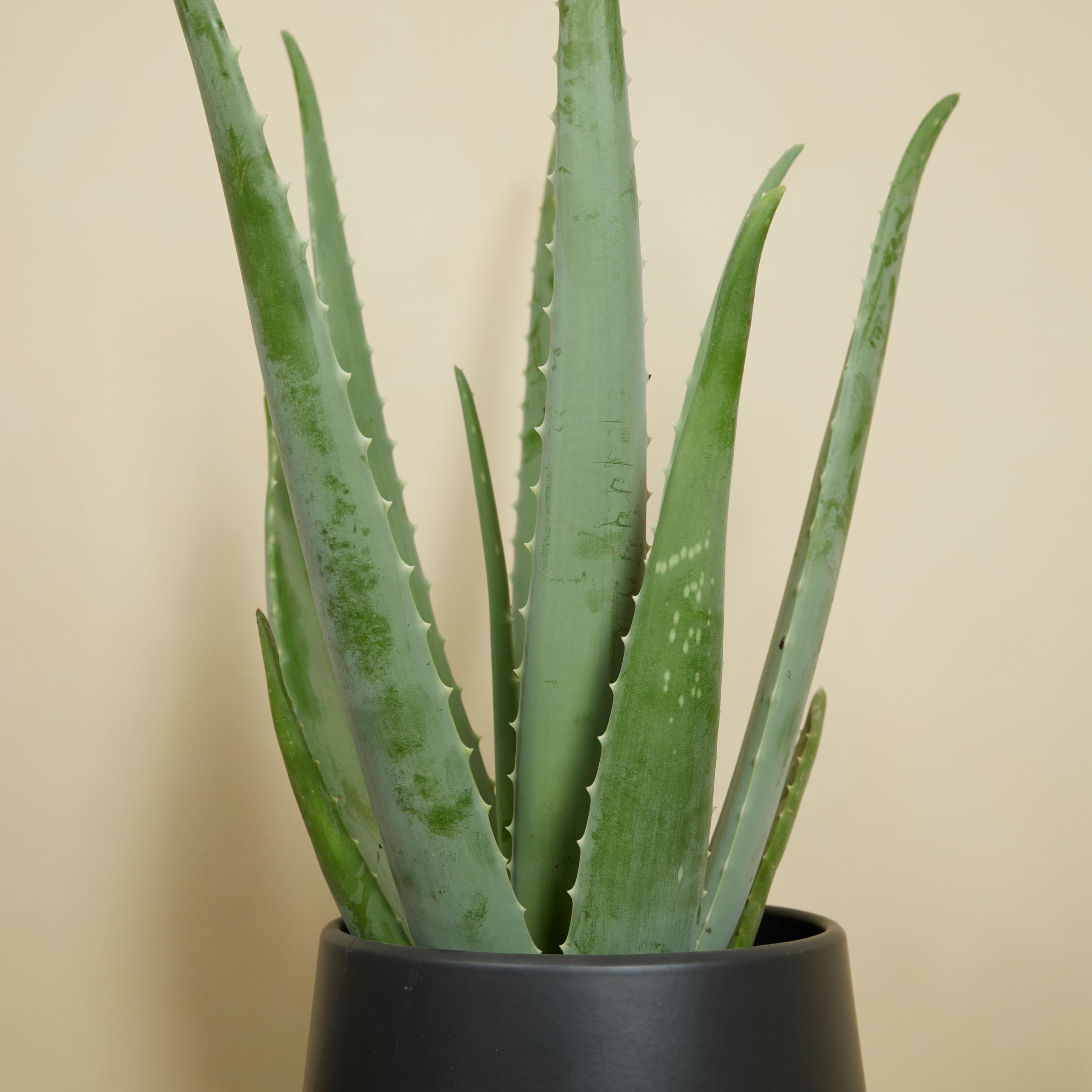 Bloomique - Set di 2 - Pianta di Aloe vera - Pianta da interno - Pianta grassa - Succulenta - Molto facile da curare - Alte 50-60 cm - Vaso 17 cm
