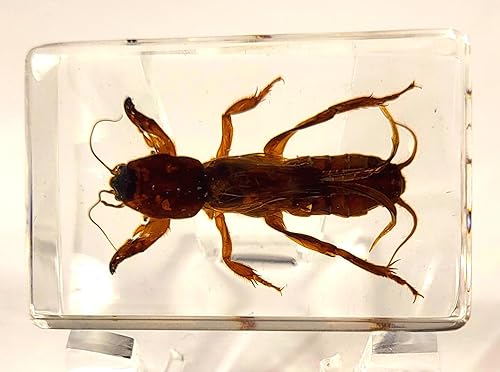 Miniatura 263 de Escarabajo de algodoncillo azul cobalto real de 1.732 in en espécimen de resina de lucita cristalina, insectos, insectos preservados, colección