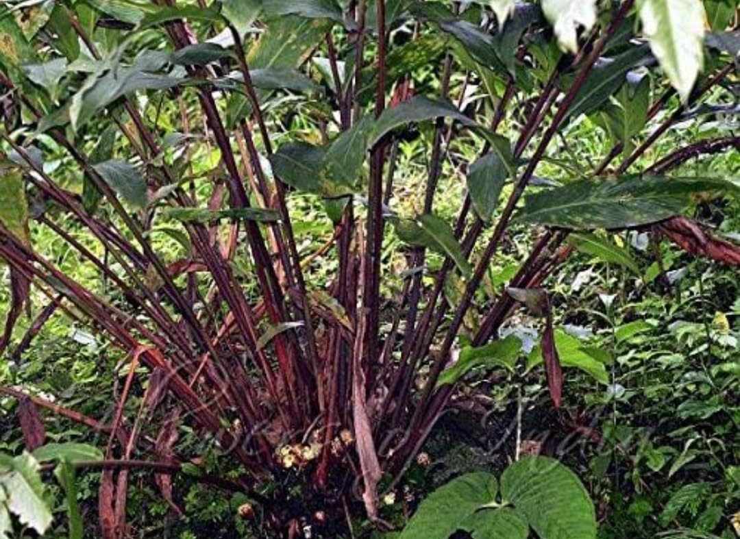 Live Badi Elaichi-Cardamom Plant - Grow Bag Included -1