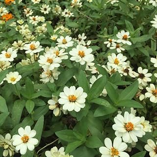 Zinnia Profusion White seeds