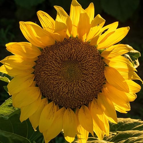 El girasol más grande del mundo | 10 semillas para cultivar | Semillas de girasol mongol, enormes flores de 18 pulgadas