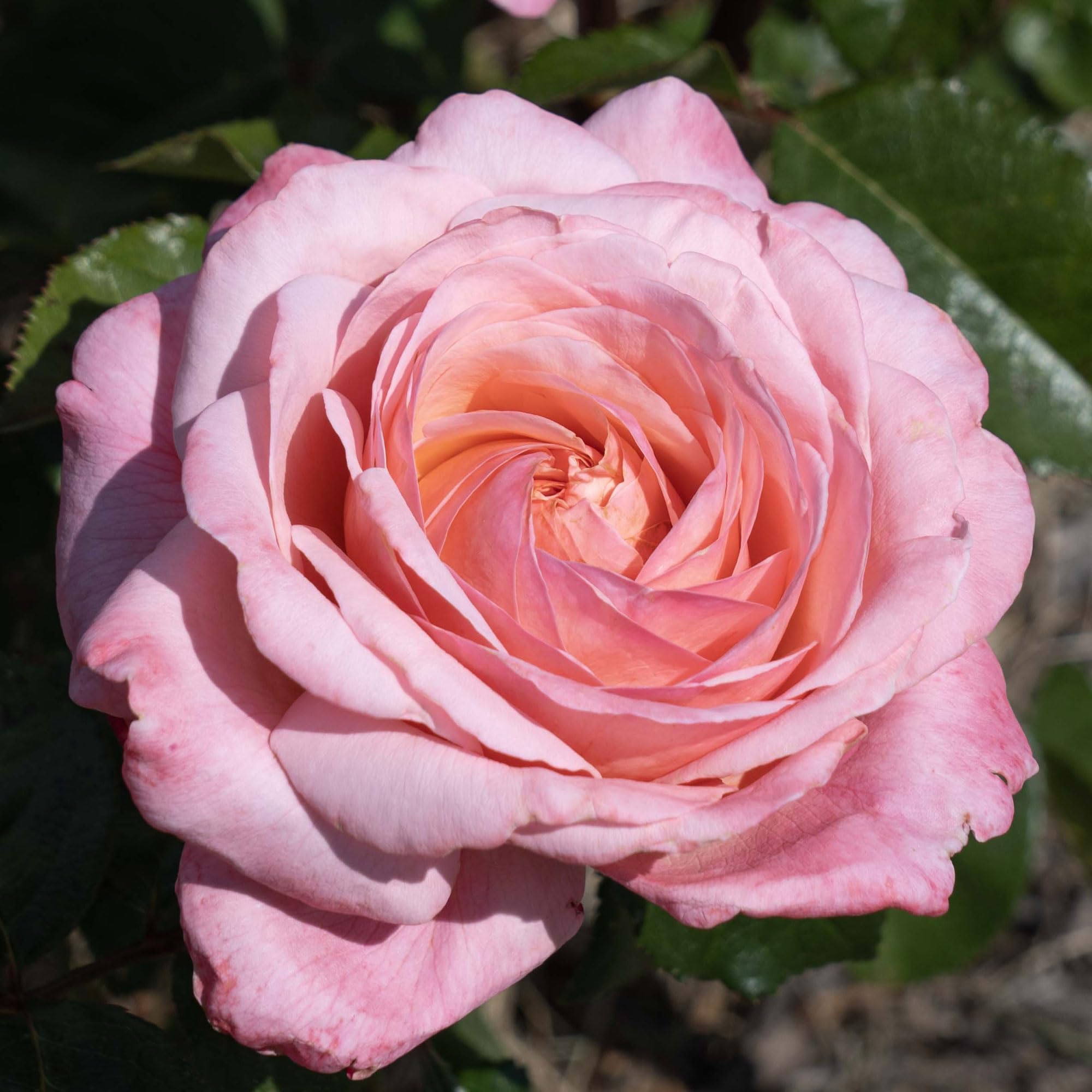 Amazon.com : Martha Stewart Rose 1.5 Gallon Potted Live Plant