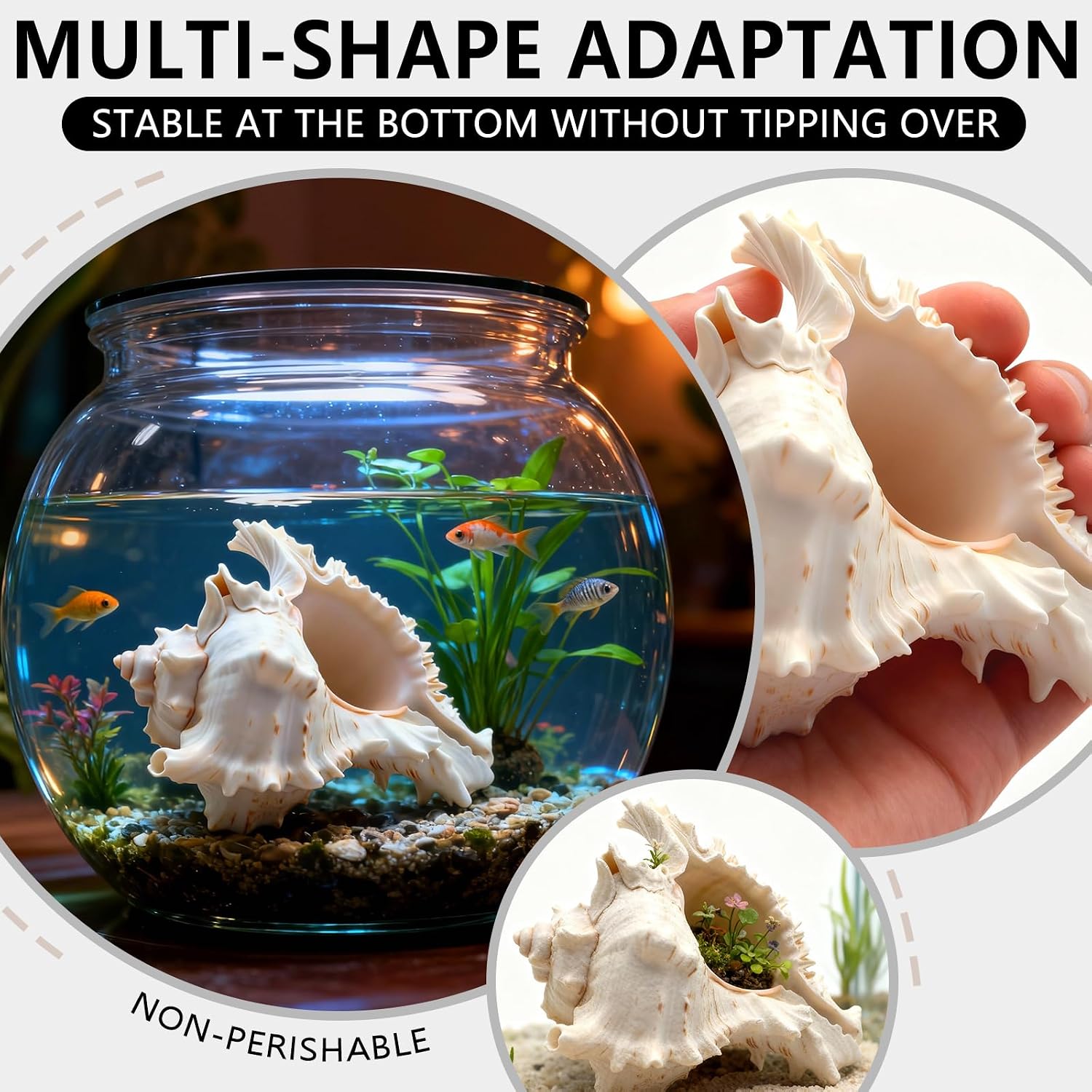 6 Pack Conch Shells, 4‘’ to 5‘’ Natural Conch Shell for Fish Tank, Aquarium Decorations, DIY Crafts, Air Plant Holders (6 Pack)