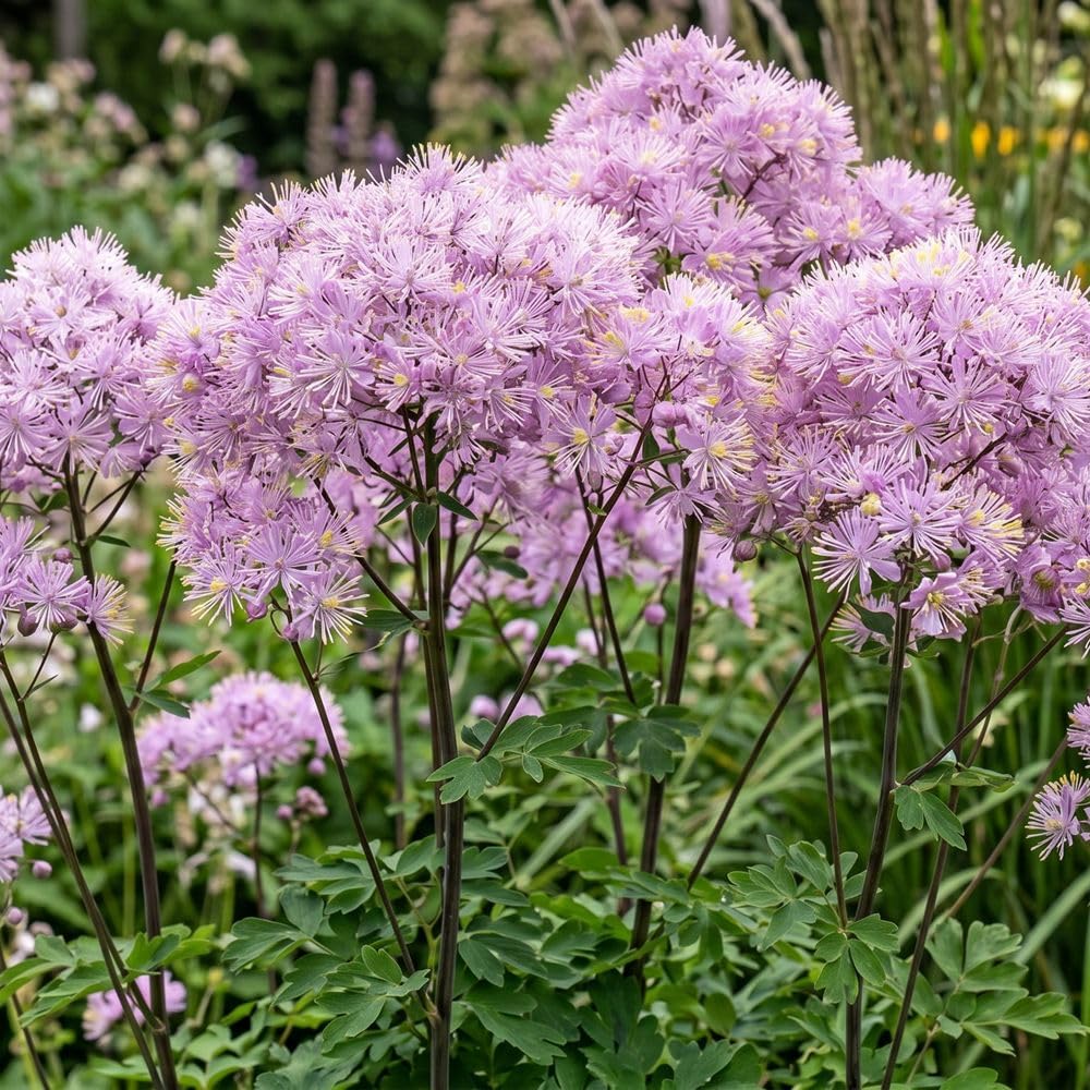 Bedwen Thalictrum 'Nimbus Pink' Plug Plant x3 – Airy Pink Meadow Rue with Delicate Summer Clouds for Cottage Borders, Woodland Edges & Light‑Textured Planting