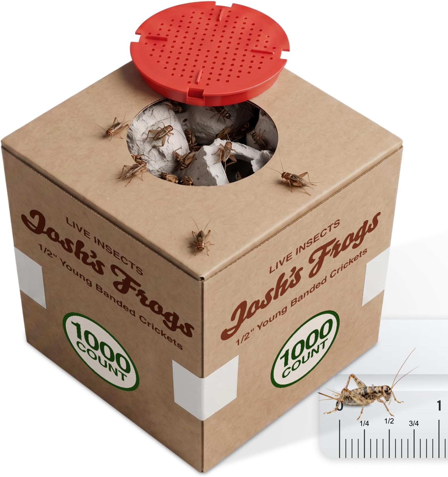 Josh's Frogs 1/2" Young Banded Feeder Crickets for Pets (1000 Count)