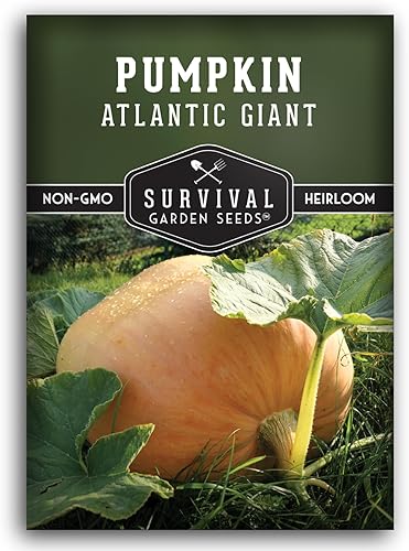 Atlantic - Semillas de calabaza gigante para plantar, 1 paquete con instrucciones para plantar y cultivar calabazas extremadamente grandes
