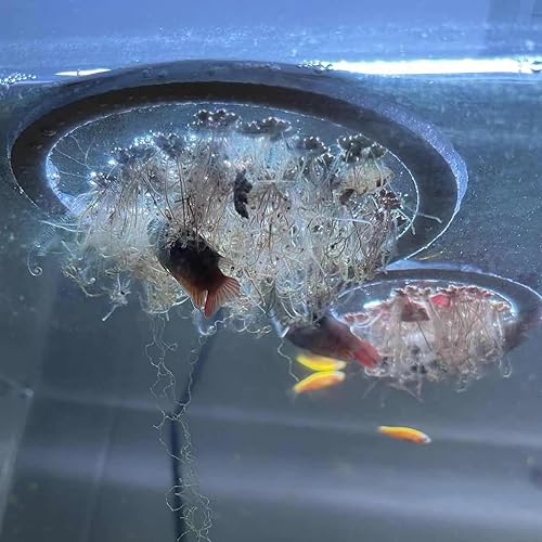 Anillo de planta flotante para acuario  10 anillos de alimentación de peces, circulares de plantas flotantes, corral, valla flexible de lenteja de