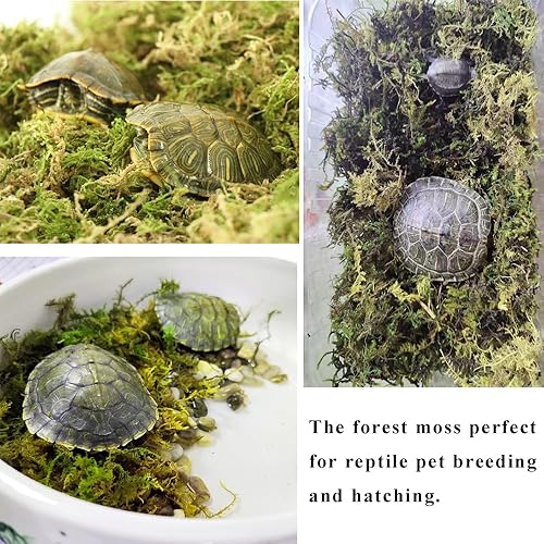 Miniatura 5 de Musgo de bosque para hámster de jerbos sirios de 5 litros, musgo natural perfecto para plantas en maceta, terrarios, tanques de reptiles y proyectos