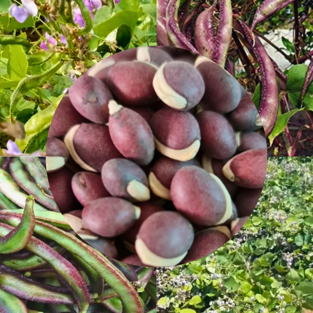 Avara Fresh Sem ki Phali Hybrid Seeds – Chedi Avarai Hyacinth Dolichos Bean, High Germination, Easy Grow, Pack of 22 Seeds, Organic Kitchen Garden, Terrace & Home Gardening-image-48