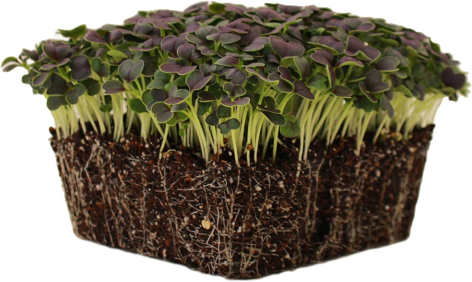 Red Tatsoi Mustard Seeds - 1 Lb - Herb & Vegetable Gardening, Micro Greens - Non-GMO, Open Pollinated - Brassica rapa Narinosa