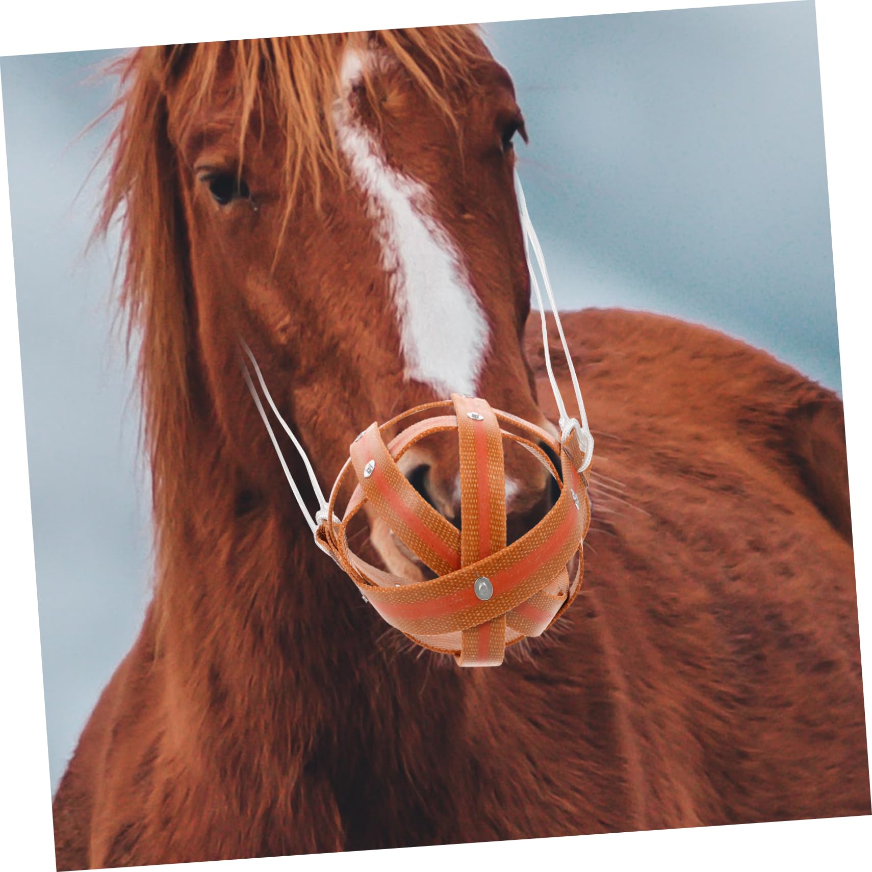 Housoutil Muselière De Pâturage Pour Chevaux Couvre-bouche Respirant Léger Protège Les Morsures Facile à Nettoyer Mettre