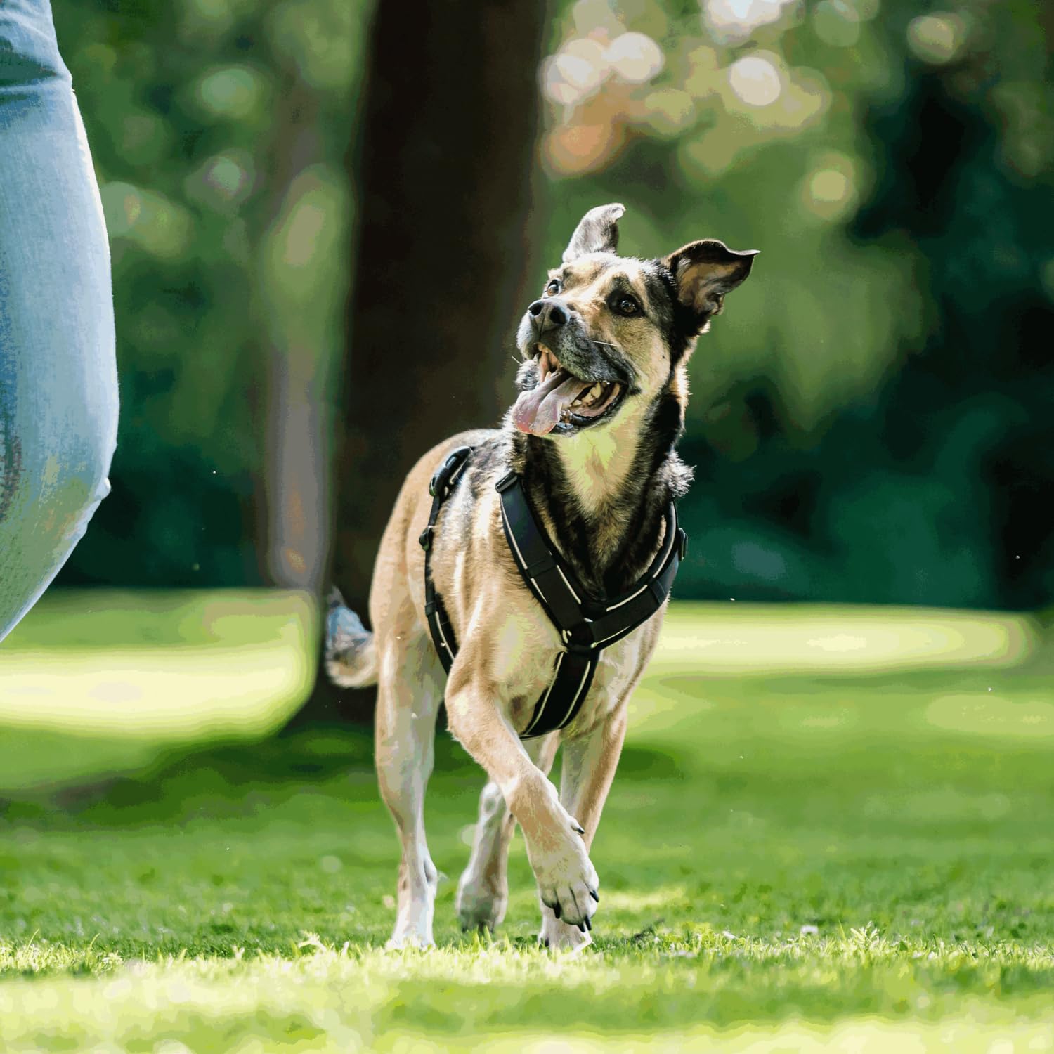 Sprenger Y-Geschirr 2.0 Hundegeschirr, Größe XL – reflektierend, Softshell-gepolstert, stufenlos verstellbar, Schwarz
