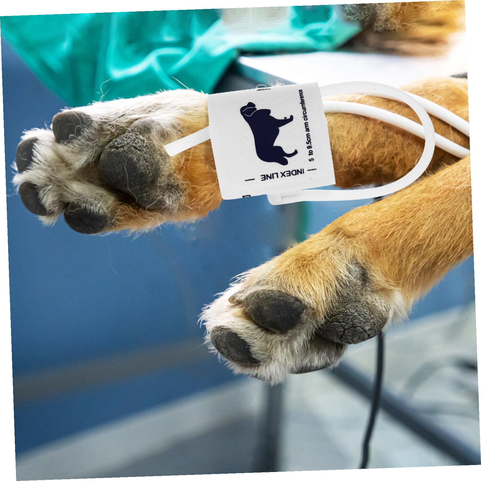 Bracciale per Misuratore di Pressione Non Tessuto, Adatto per Animali e Gatti Circonferenza Braccio 5-9,5cm, per Uso Veterinario