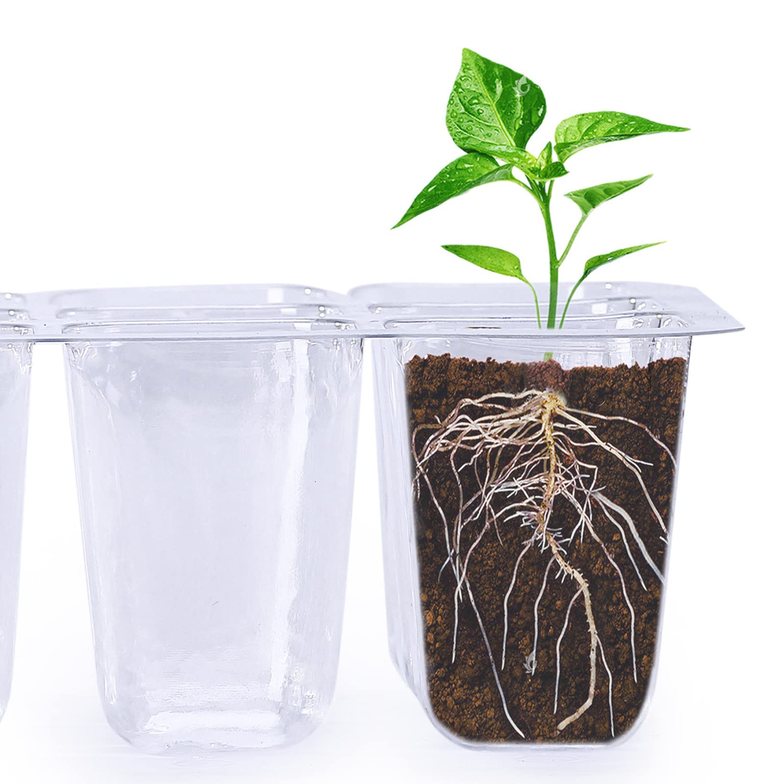 Vassoio Coltivazione, 10 Pezzi Mini Serra per Piantine, Vassoi Germinazione con 12 Celle con Etichette per Piante per Piantine e Ortaggi, Scatola di Coltivazione