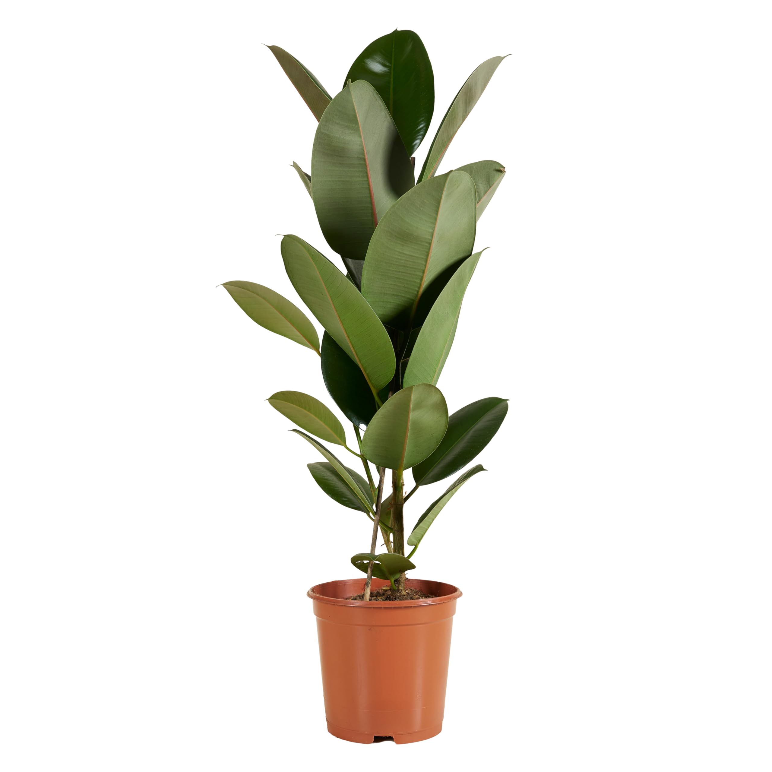 Bloomique - Ficus Elastica Robusta - Hévéa - Plante à caoutchouc - Plantes d'intérieur - Purificateur d'air - Très facile d'entretien - 80-​100 cm de haut - Pot 21 cm