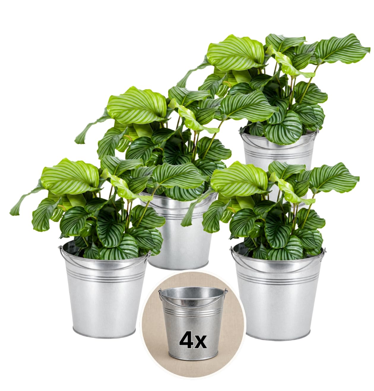 Blume Ideal Kalathea + 4 x cynkowa doniczka | Kalathea | ok. 40-50 cm | Ø 12-15 cm doniczka | łatwe w pielęgnacji rośliny pokojowe do mieszkania i biura | jakość profesjonalnych roślin | idealne