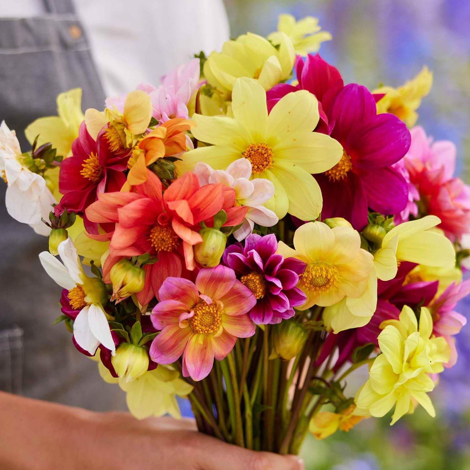 Eden Brothers Dahlia Seeds - Mixed Mignon