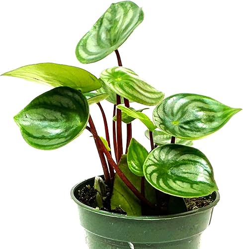 Plantas suculentas vivas en forma de corazón de sandía, plantas aptas para mascotas, plantas de interior completamente enraizadas para decoración de