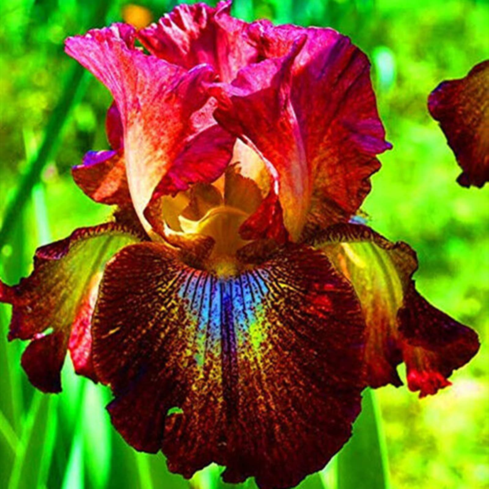 Hardy Perennial, Iris Bulbs, Greening Flower, Garden Flowers, Plant Bulbs, Wedding, Iris Bulbs for Planting Now UK, Natural Organic, 3bulb-h