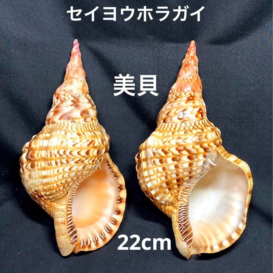 法螺貝（ホラガイ）2個セット 法螺貝（ホラガイ）2個セット