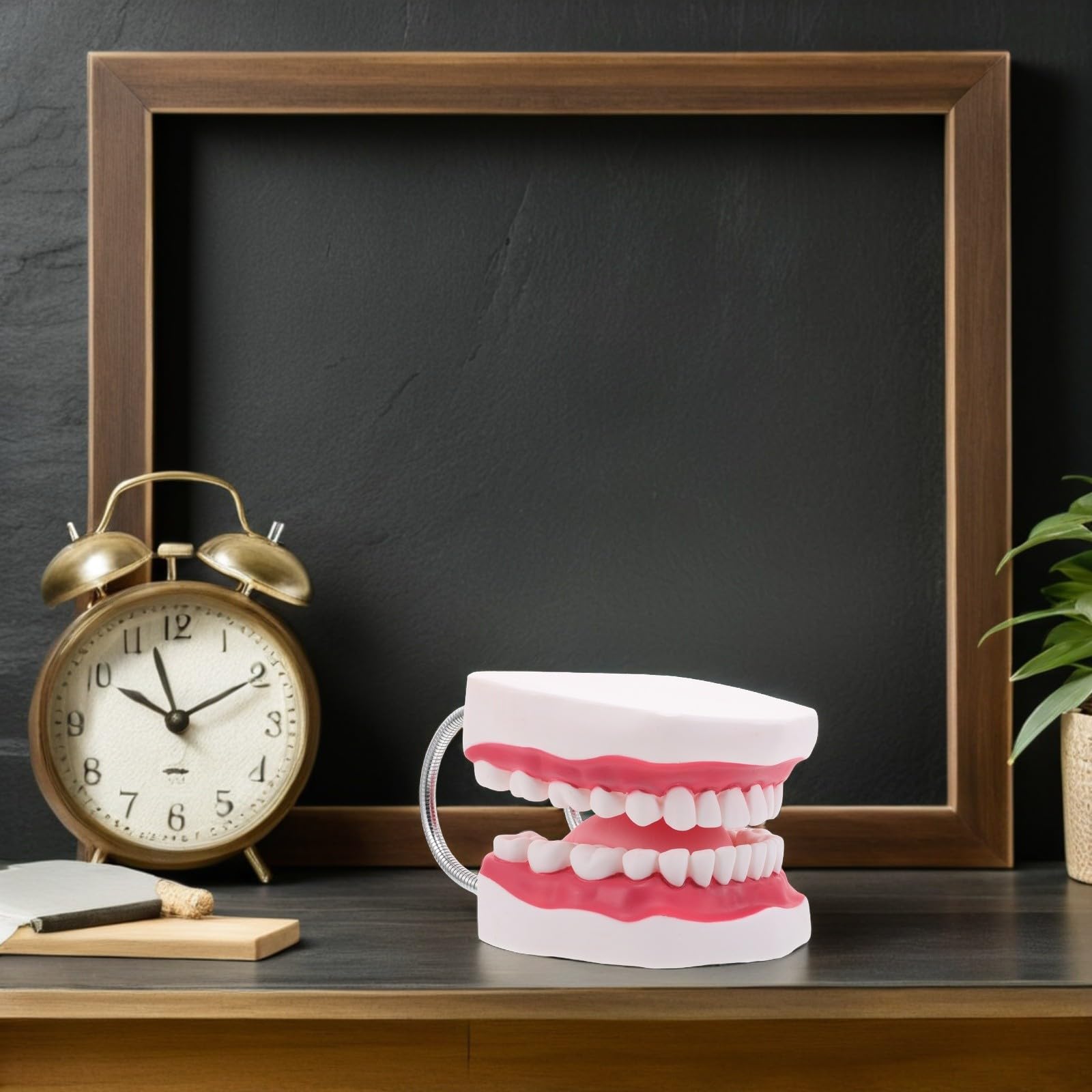 NUOBESTY Modello Di Denti Con Gengive e Lingua Per Formazione Odontoiatrica Modello Di Pratica Per Ragazza Di Denti Per Insegnamento Ortodontico
