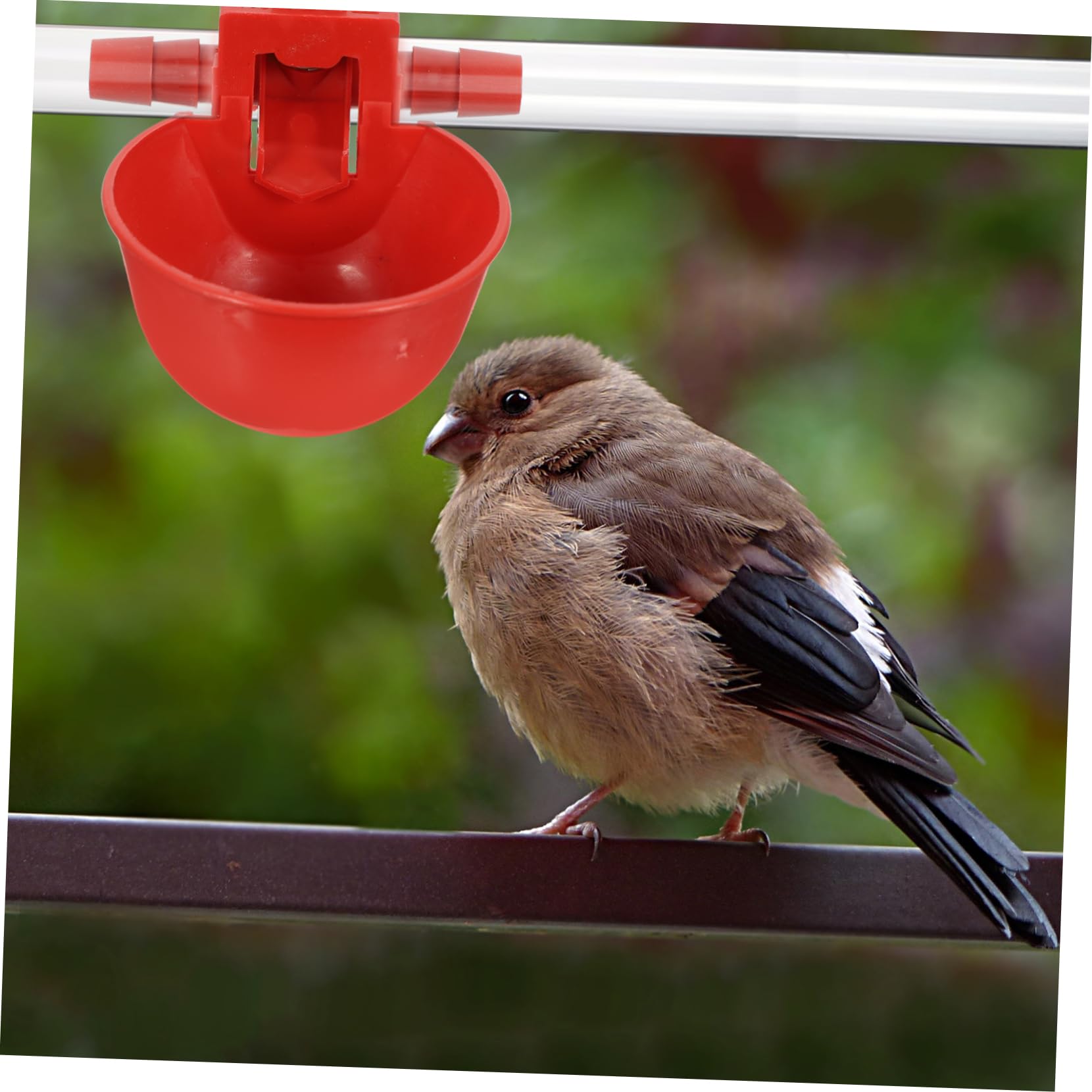 Bebedero Automático para Pollos y Palomas Rojo de Abs Ajuste de Agua Fácil y Seguro para Granjas Avícolas y Uso Doméstico Color Aleatorio