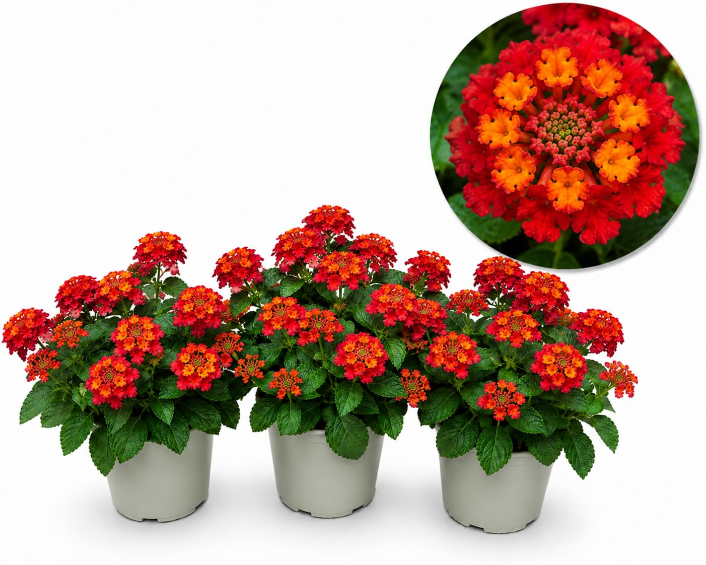 POWERS TO FLOWERS - LANTANA CAMARA ROSSA 3 PIANTE, VASO 14CM, piante vere