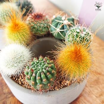 確認用　多肉リース 確認用 多肉リース 【公式通販】