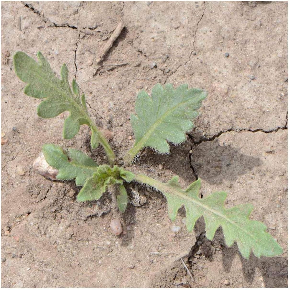 Everwilde Farms - 1/4 Lb Engelmann Daisy Native Wildflower Seeds - Gold Vault