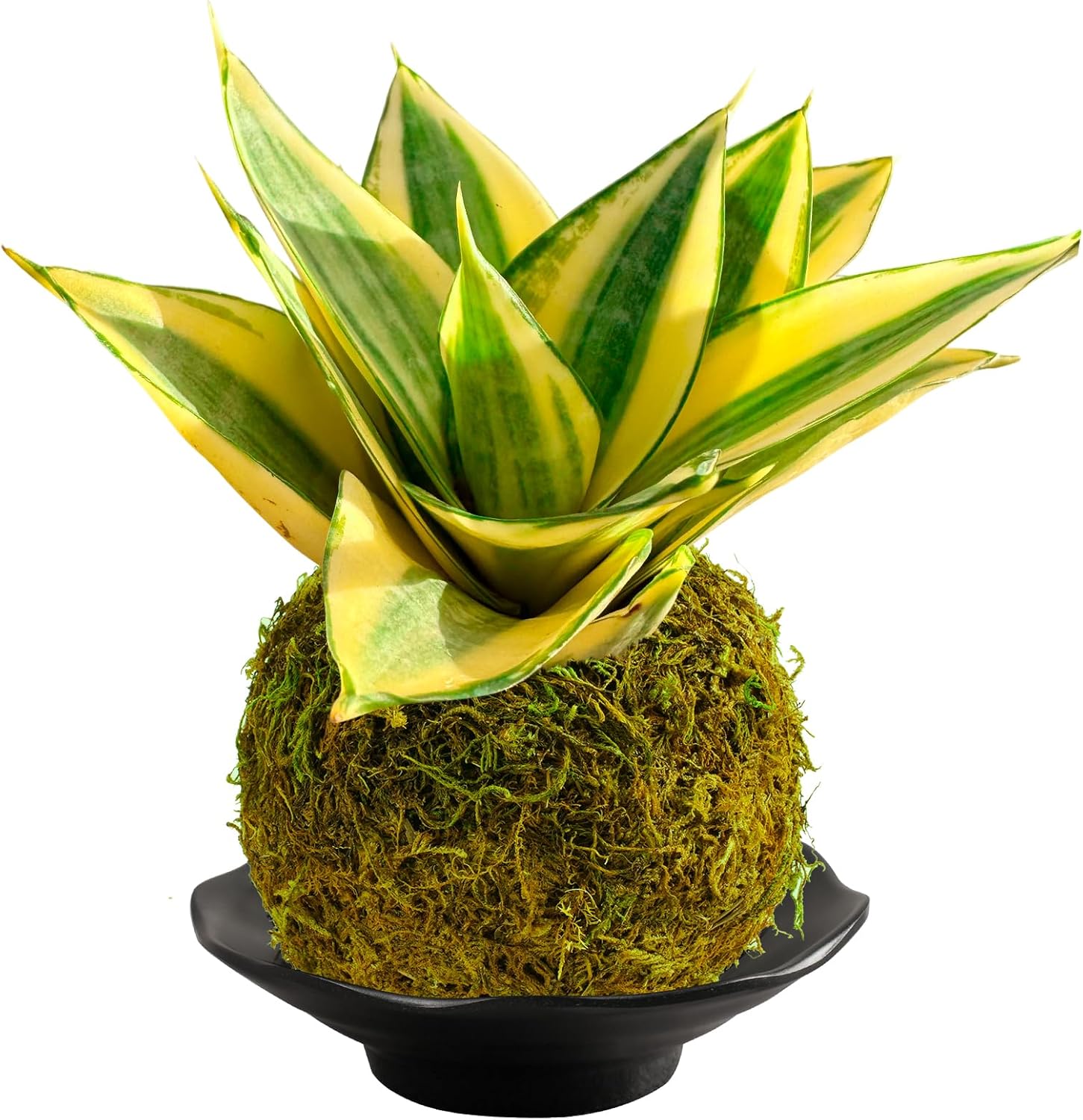 Sprout N Green Sansevieria 'Golden Hahnii' with White Stripe Pot, Live Snake Plant Fully Rooted in 4" Planter with Soil, Home Office Indoor Outdoor Wedding Decoration DIY Projects Party Favor