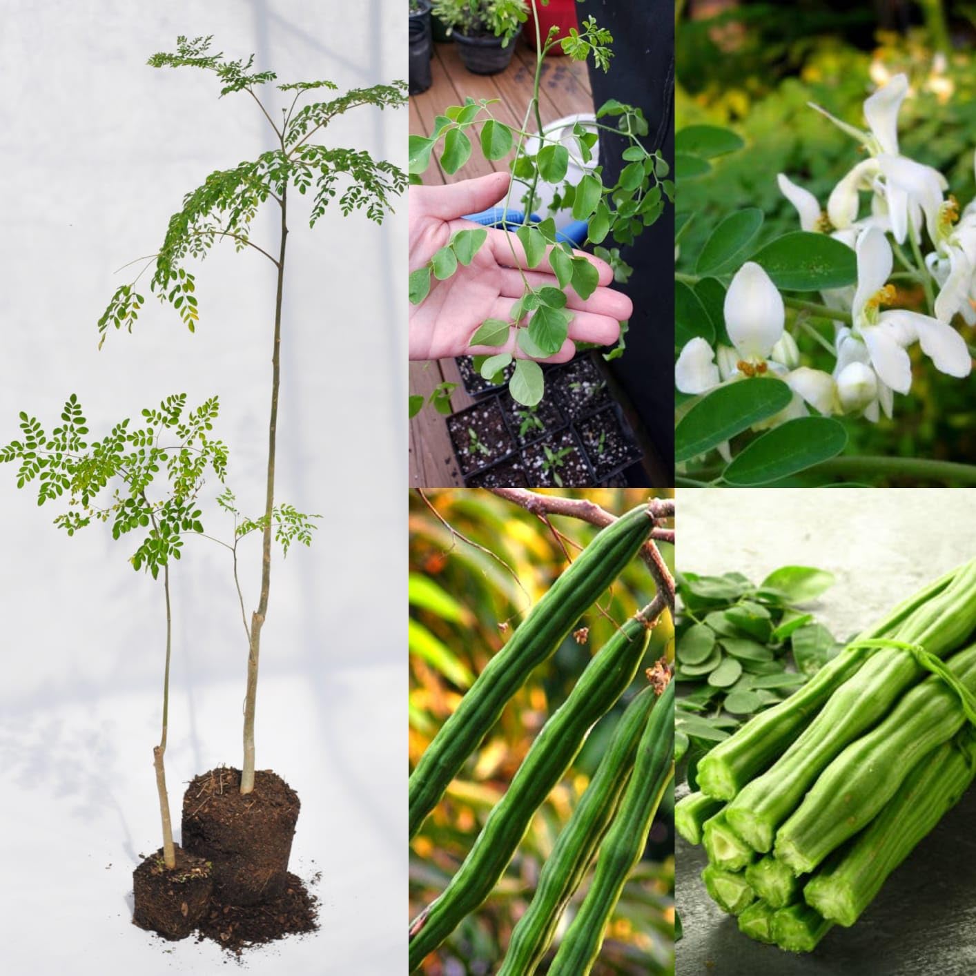 See full amazon price history chart for GOLDEN BLOOM 1 Live Hybrid Drumstick Plant, Moringa Plants, Munagakaya plant (Plant Height 1.5-2 FT) In Just 1.5-2 Years U Gets Fruits GOLDEN BLOOM 1 Live Hybrid Drumstick Plant, Moringa Plants, Munagakaya plant (Plant Height 1.5-2 FT) In Just 1.5-2 Years U Gets Fruits (B0CCLGLG9J) Amazon Price History, Amazon Price Tracker