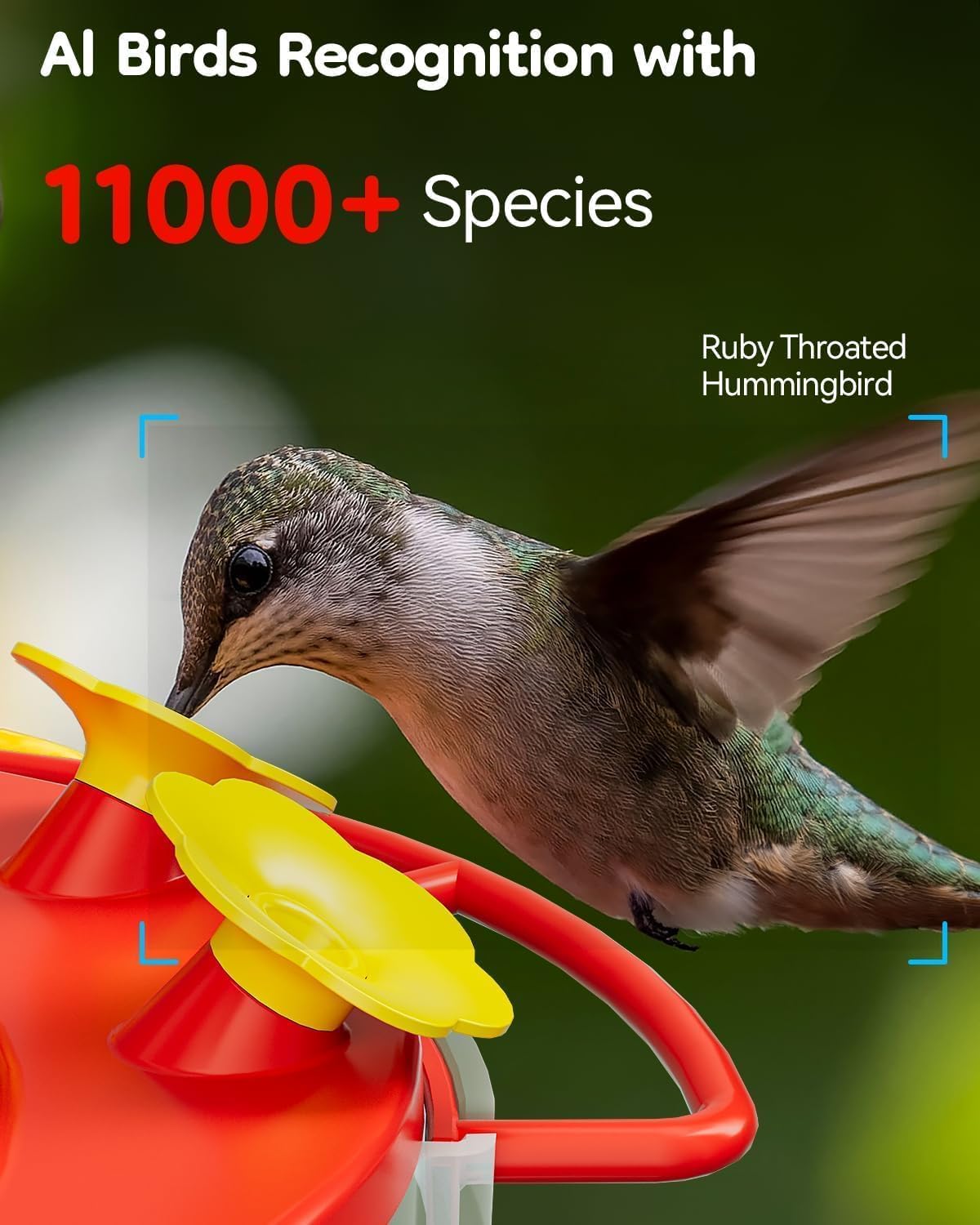 LongPlus Solar Hummingbird Feeder with Camera for Outdoors, 2K Live Video Smart Bird Camera, AI Bird Identify, Ant Bee Proof, 3 Feeding Ports, Humming Bird Watching, Ideal Gift for Bird Lovers