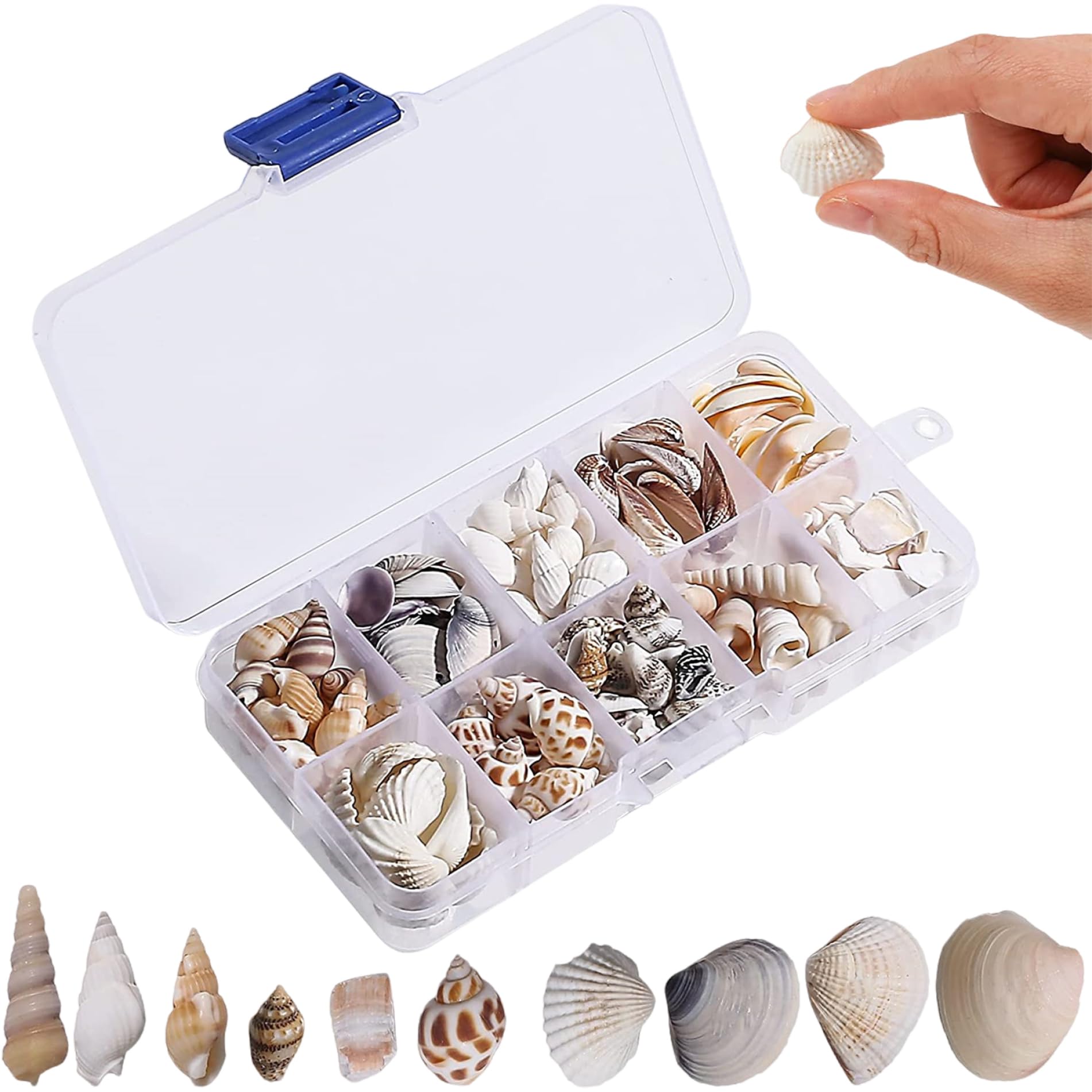 fkngcp 1 Set Seashells, Mixed Natural Sea Shells Conch with Storage Box Assorted Color Sea Shells for Crafting Fish Tank Vase Fille Table Scatters Beach Theme Party Decor for Crafting
