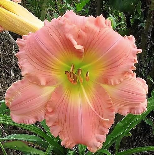Miniatura 5 de Pink Daylily - Planta de raíz desnuda, perenne resistente para la zona 4, delicadas flores rosadas, bajo mantenimiento, ideal para pleno sol o