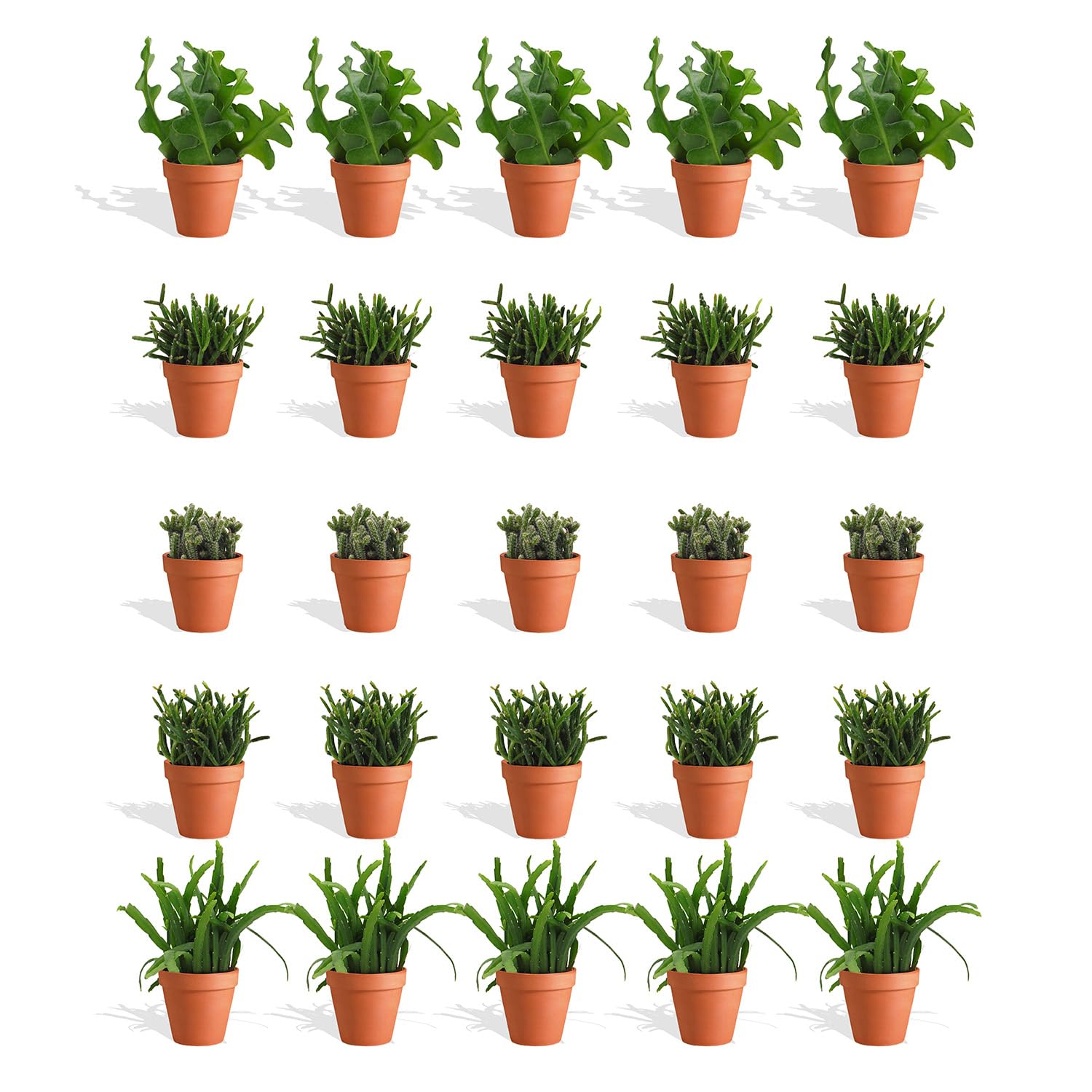 Rhipsalis Mix 20 Stück Verschiedene Mini-Sukkulenten im Ø 7 cm Terrakotta Blumentopf - Rutenkaktus Korallenkaktus Sukkulent Kleine Pflanzen Pflegeleicht - Höhe 8-15 cm