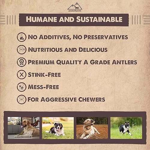 Miniatura 10 de Cuernos de alce de grado A totalmente naturales de alta calidad para perros, sin aditivos, sin conservantes, fabricadas en Estados Unidos (SM)