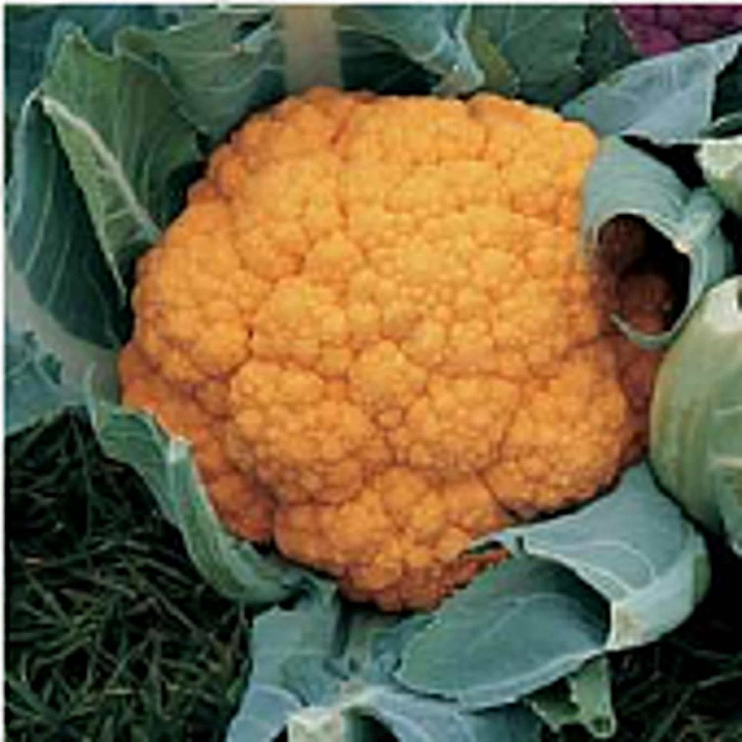 Cheddar Cauliflower Seeds 100 Pack Non-GMO Heirloom Orange Heads High Beta Carotene Garden Greenhouse Planting