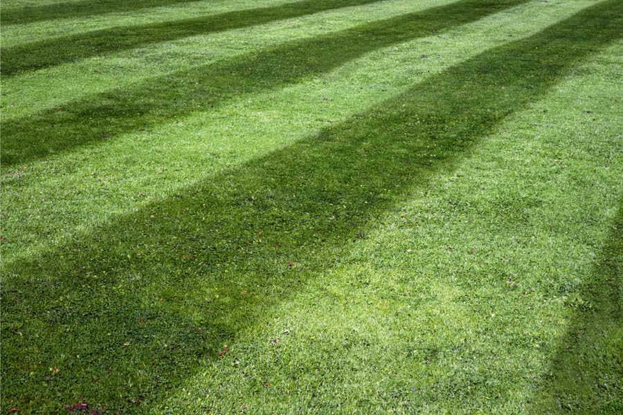 Lesco All-Pro Transition Tall Fescue Grass Seed Blend (50 lbs) – Drought-Tolerant, Heat & Shade Resistant, Insect-Resistant Lawn Seed for Durable Turf