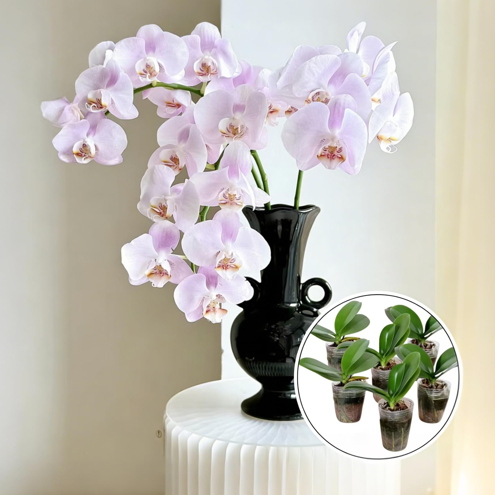 Live Baby Phalaenopsis Orchid Seedling (Bare Root, No Pot), Easy Care Small Indoor Houseplant for Home Office Desk Decor, Live Plant Gift for Plant Lovers Beginners (Yellow, 2) - 4