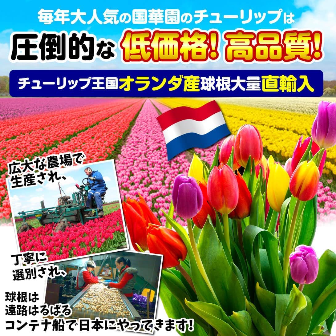 チューリップ250球 ピンク チューリップ 球根 大球 5色セット 250球