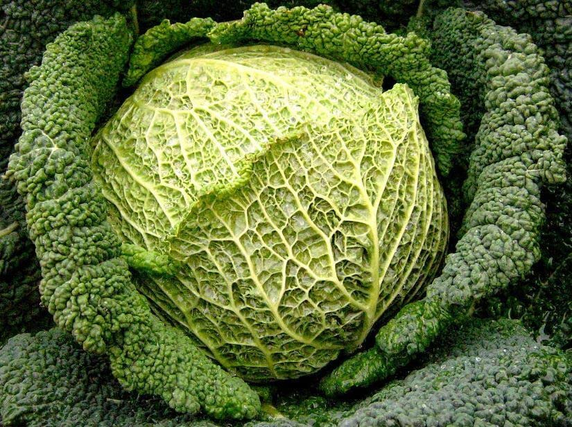 M-Tech Gardens Hybrid Cabbage " Giant Green " Exotic 20 Vegetable Seeds for Growing