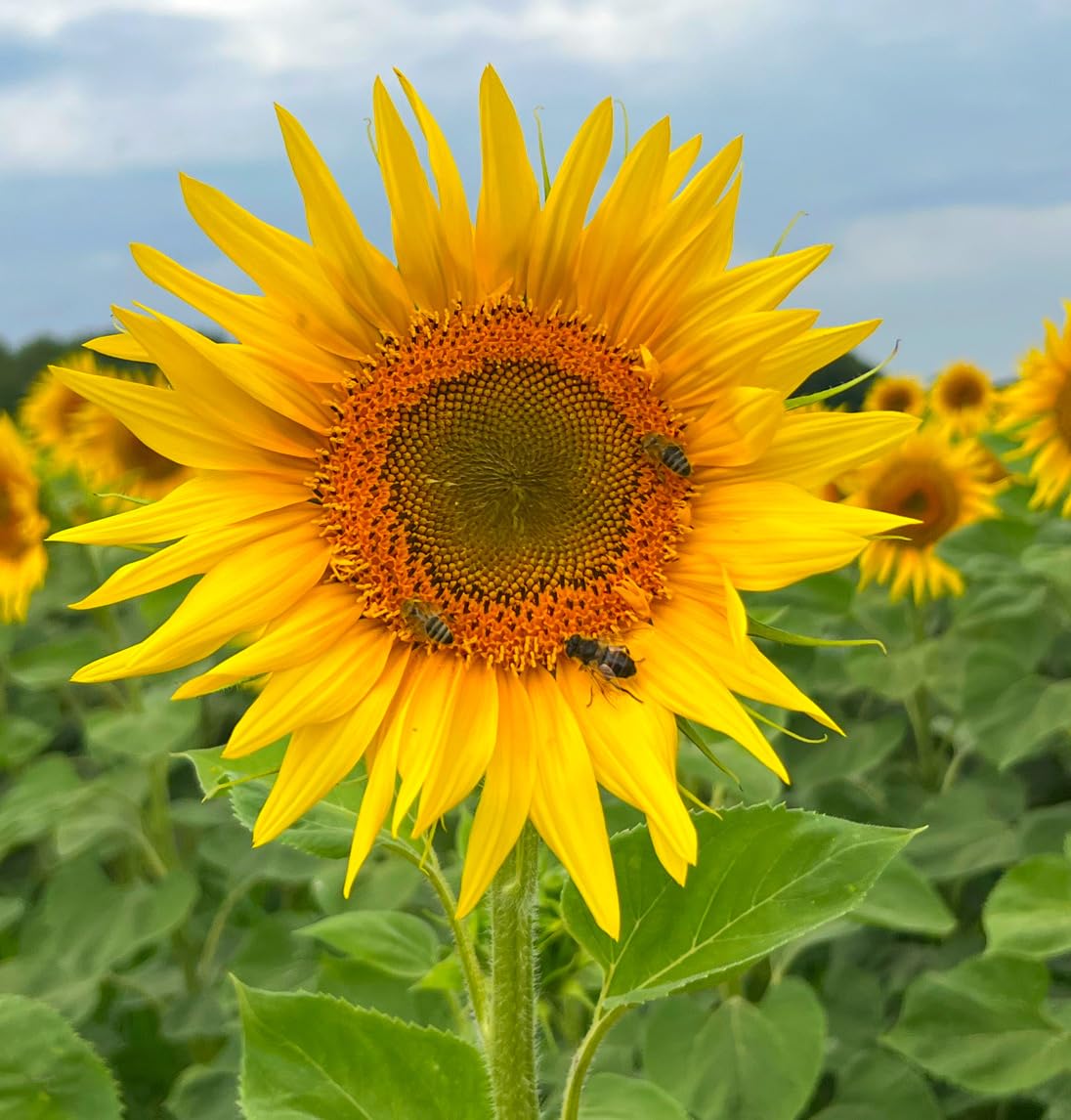 Poudre de protéines de tournesol bio - 500 g - 100 % pure protéine de tournesol d'Allemagne/Haute-Bavière - Sans additifs - Source de protéines végétaliennes