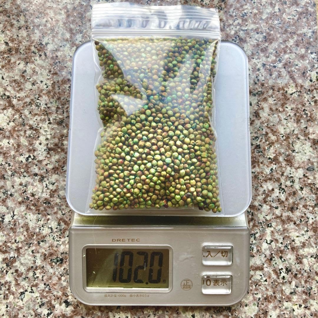 ソルゴーの種 100g