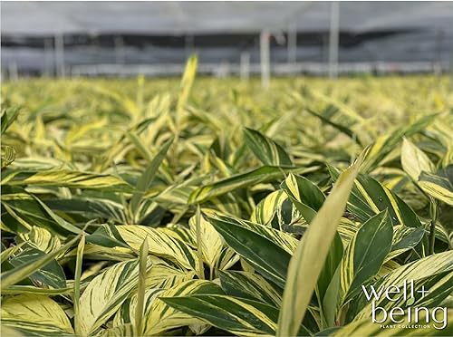 Miniatura 4 de Nature's Way Farms Planta viva abigarrada de jengibre (25-30 pulgadas de alto)